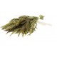 JR FARM Birds Millet Pot Pourri 50g JR FARM Birds Millet Pot Pourri 50g