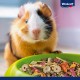 Vitakraft Guinea Pig Menu 1 kg (Pack of 5) Vitakraft Guinea Pig Menu 1 kg (Pack of 5)