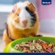 Vitakraft Premium Menu Vital, staple food for guinea pigs, 3-pack (3 x 5 kg) Vitakraft Premium Menu Vital, staple food for guinea pigs, 3-pack (3 x 5 kg)