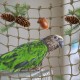 CQJ Parrot Climbing Net Jungle Fever Rope - Toy for Small Animals such as Budgies, Lovebirds, Finches, Cockatiels, Conures (Large: 60x60cm) CQJ Parrot Climbing Net Jungle Fever Rope - Toy for Small Animals such as Budgies, Lovebirds, Finches, Cockatiels, Conures (Large: 60x60cm)