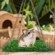 CQJ Reptile Hammock Swing Hanging Bed, PP Grass Pad, Portable Bird Swing Stand, Natural Swing Hanging Bed for Bearded Dragon, Leopard, Gecko, Lizard, Birds, Parrots (Round) CQJ Reptile Hammock Swing Hanging Bed, PP Grass Pad, Portable Bird Swing Stand, Natural Swing Hanging Bed for Bearded Dragon, Leopard, Gecko, Lizard, Birds, Parrots (Round)