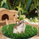 CQJ Reptile Hammock Swing Hanging Bed, PP Grass Pad, Portable Bird Swing Stand, Natural Swing Hanging Bed for Bearded Dragon, Leopard, Gecko, Lizard, Birds, Parrots (Round) CQJ Reptile Hammock Swing Hanging Bed, PP Grass Pad, Portable Bird Swing Stand, Natural Swing Hanging Bed for Bearded Dragon, Leopard, Gecko, Lizard, Birds, Parrots (Round)