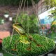 CQJ Reptile Hammock Swing Hanging Bed, PP Grass Pad, Portable Bird Swing Stand, Natural Swing Hanging Bed for Bearded Dragon, Leopard, Gecko, Lizard, Birds, Parrots (Round) CQJ Reptile Hammock Swing Hanging Bed, PP Grass Pad, Portable Bird Swing Stand, Natural Swing Hanging Bed for Bearded Dragon, Leopard, Gecko, Lizard, Birds, Parrots (Round)