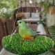 CQJ Reptile Hammock Swing Hanging Bed, PP Grass Pad, Portable Bird Swing Stand, Natural Swing Hanging Bed for Bearded Dragon, Leopard, Gecko, Lizard, Birds, Parrots (Round) CQJ Reptile Hammock Swing Hanging Bed, PP Grass Pad, Portable Bird Swing Stand, Natural Swing Hanging Bed for Bearded Dragon, Leopard, Gecko, Lizard, Birds, Parrots (Round)