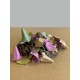 Enjoy Parrots Great Surprise Enjoy Parrots Great Surprise