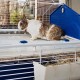 Ferplast BARN Rabbit Cage, Rabbit Cage Small Animal Cage, 2 Levels, Open Roof, Accessories and Rabbit Accessories Included, 78 x 48 x 65 cm Ferplast BARN Rabbit Cage, Rabbit Cage Small Animal Cage, 2 Levels, Open Roof, Accessories and Rabbit Accessories Included, 78 x 48 x 65 cm