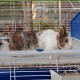 Ferplast BARN Rabbit Cage, Rabbit Cage Small Animal Cage, 2 Levels, Open Roof, Accessories and Rabbit Accessories Included, 78 x 48 x 65 cm Ferplast BARN Rabbit Cage, Rabbit Cage Small Animal Cage, 2 Levels, Open Roof, Accessories and Rabbit Accessories Included, 78 x 48 x 65 cm