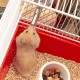 Ferplast Hamster Cage Coney Island Ferplast Hamster Cage Coney Island
