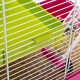 Ferplast Laura Small Animal Cage, 46 x 29.5 x 37.5 cm, White Ferplast Laura Small Animal Cage, 46 x 29.5 x 37.5 cm, White