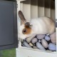 Ferplast Rabbit Hutch for Guinea Pigs and Rabbits on Two Levels, grey Ferplast Rabbit Hutch for Guinea Pigs and Rabbits on Two Levels, grey