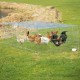 Galvanised Rabbit / Guines Pig Enclosure with Roof 144x116x58cm Galvanised Rabbit / Guines Pig Enclosure with Roof 144x116x58cm