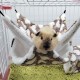 Hamster Accessories, Guinea Pig Accessories, Guinea Pig Toy, Ferret Hammock, Rabbit Chinchilla Hammock, Plush Hammock for Squirrels, Chinchillas, Rabbits Hamster Accessories, Guinea Pig Accessories, Guinea Pig Toy, Ferret Hammock, Rabbit Chinchilla Hammock, Plush Hammock for Squirrels, Chinchillas, Rabbits