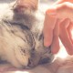 Petmaker Katzenhaus – Innenbett mit abnehmbarem Schaumstoffkissen – Haustierzelt für Welpen, Kaninchen, Meerschweinchen, Igel und andere Kleintiere (Rosa) Petmaker Katzenhaus – Innenbett mit abnehmbarem Schaumstoffkissen – Haustierzelt für Welpen, Kaninchen, Meerschweinchen, Igel und andere Kleintiere (Rosa)