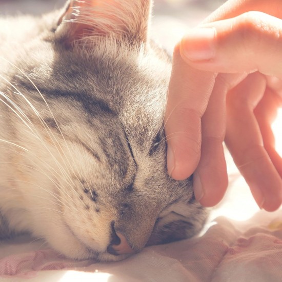 Petmaker Katzenhaus – Innenbett mit abnehmbarem Schaumstoffkissen – Haustierzelt für Welpen, Kaninchen, Meerschweinchen, Igel und andere Kleintiere (Rosa) Petmaker Katzenhaus – Innenbett mit abnehmbarem Schaumstoffkissen – Haustierzelt für Welpen, Kaninchen, Meerschweinchen, Igel und andere Kleintiere (Rosa)