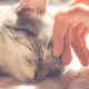 Petmaker Katzenhaus – Innenbett mit abnehmbarem Schaumstoffkissen – Haustierzelt für Welpen, Kaninchen, Meerschweinchen, Igel und andere Kleintiere (Rosa) Petmaker Katzenhaus – Innenbett mit abnehmbarem Schaumstoffkissen – Haustierzelt für Welpen, Kaninchen, Meerschweinchen, Igel und andere Kleintiere (Rosa)