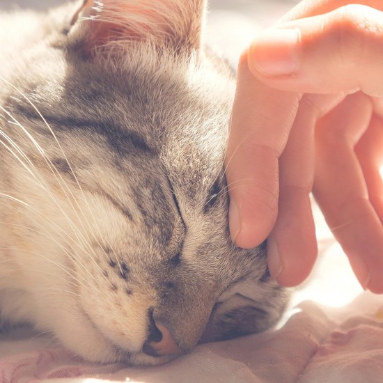 Petmaker Katzenhaus – Innenbett mit abnehmbarem Schaumstoffkissen – Haustierzelt für Welpen, Kaninchen, Meerschweinchen, Igel und andere Kleintiere (Rosa) Petmaker Katzenhaus – Innenbett mit abnehmbarem Schaumstoffkissen – Haustierzelt für Welpen, Kaninchen, Meerschweinchen, Igel und andere Kleintiere (Rosa)