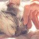 Petmaker Katzenhaus – Innenbett mit abnehmbarem Schaumstoffkissen – Haustierzelt für Welpen, Kaninchen, Meerschweinchen, Igel und andere Kleintiere (Rosa) Petmaker Katzenhaus – Innenbett mit abnehmbarem Schaumstoffkissen – Haustierzelt für Welpen, Kaninchen, Meerschweinchen, Igel und andere Kleintiere (Rosa)