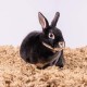Uber Soft Paper Pet Bedding for Small Animals, White, 56 L Uber Soft Paper Pet Bedding for Small Animals, White, 56 L