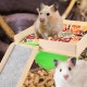 ZONADAH Guinea Pig Hammock with Platform, 29 x 22.5 cm, Natural Wood Hamster Climbing Platform, Guinea Pig Hideout Wooden Small Pet Bed for Pigs, Rats, Hamsters, Rabbits ZONADAH Guinea Pig Hammock with Platform, 29 x 22.5 cm, Natural Wood Hamster Climbing Platform, Guinea Pig Hideout Wooden Small Pet Bed for Pigs, Rats, Hamsters, Rabbits