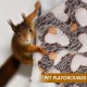 ZYEKIU Guinea Pig Hammock, Double Layer Ferret Hammock for Pet Cages, Hamsters, Soft Warm Cat Hammock, Small Animals Hanging Bed for Hamsters, Chinchillas Ferrets (Purple) ZYEKIU Guinea Pig Hammock, Double Layer Ferret Hammock for Pet Cages, Hamsters, Soft Warm Cat Hammock, Small Animals Hanging Bed for Hamsters, Chinchillas Ferrets (Purple)
