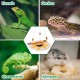 salbsever Bearded Dragon Hammock Reptile Hammock Beard Dragon Accessories Reptile Hanging Bed for Chameleon Birds Rat Hamster Iguana Leopard Gecko salbsever Bearded Dragon Hammock Reptile Hammock Beard Dragon Accessories Reptile Hanging Bed for Chameleon Birds Rat Hamster Iguana Leopard Gecko