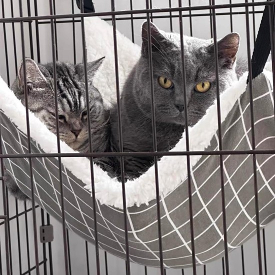 syiyunran Cat Hammock Cage Cat Hammock Small Animal Bed with Metal Carabiners Adjustable Comfortable Soft Double-Sided Strap for Cats, Small Dogs, Rabbits etc. (L syiyunran Cat Hammock Cage Cat Hammock Small Animal Bed with Metal Carabiners Adjustable Comfortable Soft Double-Sided Strap for Cats, Small Dogs, Rabbits etc. (L