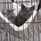 syiyunran Cat Hammock Cage Cat Hammock Small Animal Bed with Metal Carabiners Adjustable Comfortable Soft Double-Sided Strap for Cats, Small Dogs, Rabbits etc. (L syiyunran Cat Hammock Cage Cat Hammock Small Animal Bed with Metal Carabiners Adjustable Comfortable Soft Double-Sided Strap for Cats, Small Dogs, Rabbits etc. (L