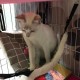 syiyunran Cat Hammock Cage Cat Hammock Small Animal Bed with Metal Carabiners Adjustable Comfortable Soft Double-Sided Strap for Cats, Small Dogs, Rabbits etc. (L syiyunran Cat Hammock Cage Cat Hammock Small Animal Bed with Metal Carabiners Adjustable Comfortable Soft Double-Sided Strap for Cats, Small Dogs, Rabbits etc. (L