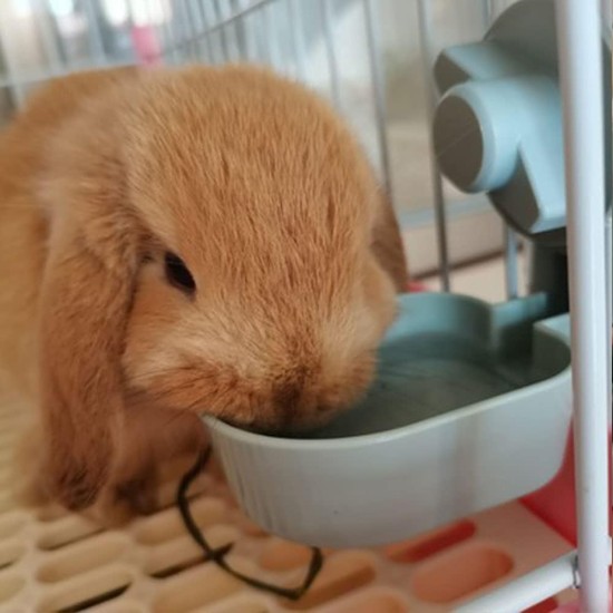 1L Rabbit Cage Automatic Feeder Bowl Small Animal Bucket Feeder with Lid for Rabbits Cat Ferret Chinchilla Guinea Pig 1L Rabbit Cage Automatic Feeder Bowl Small Animal Bucket Feeder with Lid for Rabbits Cat Ferret Chinchilla Guinea Pig