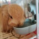 1L Rabbit Cage Automatic Feeder Bowl Small Animal Bucket Feeder with Lid for Rabbits Cat Ferret Chinchilla Guinea Pig 1L Rabbit Cage Automatic Feeder Bowl Small Animal Bucket Feeder with Lid for Rabbits Cat Ferret Chinchilla Guinea Pig