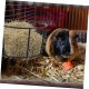 BESPORTBLE Rabbit Hay Feeder Metal Hanging Practical Hay Rack for Small Animals such as Guinea Pigs and Rabbits Space-Saving Prevents Waste and Keeps Hay Dry