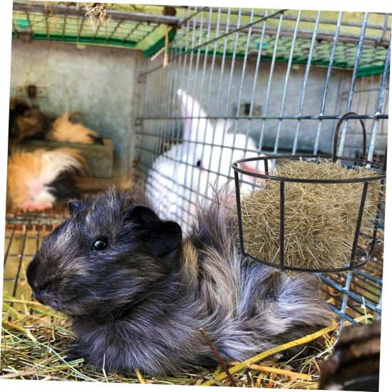 BESPORTBLE Rabbit Hay Feeder Metal Hanging Practical Hay Rack for Small Animals such as Guinea Pigs and Rabbits Space-Saving Prevents Waste and Keeps Hay Dry BESPORTBLE Rabbit Hay Feeder Metal Hanging Practical Hay Rack for Small Animals such as Guinea Pigs and Rabbits Space-Saving Prevents Waste and Keeps Hay Dry