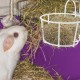 BESPORTBLE Rabbit Hay Feeder Metal Hanging Practical Hay Rack for Small Animals such as Guinea Pigs and Rabbits Space-Saving Prevents Waste and Keeps Hay Dry