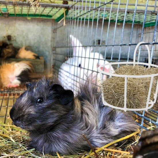 BESPORTBLE Rabbit Hay Feeder Metal Hanging Practical Hay Rack for Small Animals such as Guinea Pigs and Rabbits Space-Saving Prevents Waste and Keeps Hay Dry BESPORTBLE Rabbit Hay Feeder Metal Hanging Practical Hay Rack for Small Animals such as Guinea Pigs and Rabbits Space-Saving Prevents Waste and Keeps Hay Dry