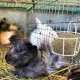 BESPORTBLE Rabbit Hay Feeder Metal Hanging Practical Hay Rack for Small Animals such as Guinea Pigs and Rabbits Space-Saving Prevents Waste and Keeps Hay Dry