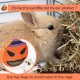 Bunny Feeder for Cage Accessories Rabbit Hay Feeding Bag, JanYoo Guinea Pig Hay Bag Hay Bag All Saints Day (Pumpkin) Bunny Feeder for Cage Accessories Rabbit Hay Feeding Bag, JanYoo Guinea Pig Hay Bag Hay Bag All Saints Day (Pumpkin)