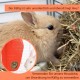 Bunny Feeder for Cage Accessories Rabbit Hay Feeding Bag, JanYoo Guinea Pig Hay Bag Hay Bag All Saints Day (Pumpkin) Bunny Feeder for Cage Accessories Rabbit Hay Feeding Bag, JanYoo Guinea Pig Hay Bag Hay Bag All Saints Day (Pumpkin)