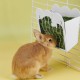 Hay Feeder for Guinea Pig Hanging Feeder Hay Rack for Small Animals, Rabbits, Dwarf Rabbits, Guinea Pigs Hay Feeder for Guinea Pig Hanging Feeder Hay Rack for Small Animals, Rabbits, Dwarf Rabbits, Guinea Pigs