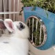 Hay Rack Rabbit, Hanging Feeder for Small Animals, Chinchilla, Guinea Pigs (Grey) Hay Rack Rabbit, Hanging Feeder for Small Animals, Chinchilla, Guinea Pigs (Grey)