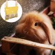Heuraufe Meerschweinchen, mit DREI Fenstern hängend ideal für Kaninchen und Meerschweinchen Heuraufe Kaninchen Heuraufe Meerschweinchen perfekt für artgerechte Heuraufe Meerschweinchen, mit DREI Fenstern hängend ideal für Kaninchen und Meerschweinchen Heuraufe Kaninchen Heuraufe Meerschweinchen perfekt für artgerechte