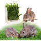 Kikuo Feeder for Hay (Metal Mesh & Plastic), Rabbit / Chinchilla Feeder / Large Guinea Pigs, Bowls for Pets & Small Animals - White Kikuo Feeder for Hay (Metal Mesh & Plastic), Rabbit / Chinchilla Feeder / Large Guinea Pigs, Bowls for Pets & Small Animals - White