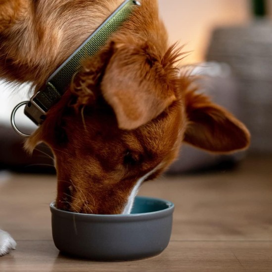 Nobby 73764 Feed, Grey/Salmon Ceramic Dog Bowl Nobby 73764 Feed, Grey/Salmon Ceramic Dog Bowl
