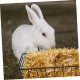 PATKAW Hay Feeder Rabbit 2 Pieces Hay Holder for Rabbits Hay Feeder for Rabbits for Hanging Hay Rake Rabbit Hay Feeder PATKAW Hay Feeder Rabbit 2 Pieces Hay Holder for Rabbits Hay Feeder for Rabbits for Hanging Hay Rake Rabbit Hay Feeder