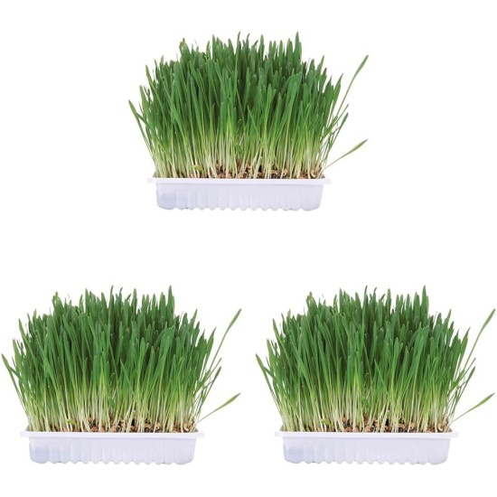 Trixie Small Animal Grass Seed, 100 Gram Trixie Small Animal Grass Seed, 100 Gram