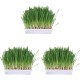 Trixie Small Animal Grass Seed, 100 Gram Trixie Small Animal Grass Seed, 100 Gram