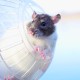 Relaxdays Set x Hamster Ball Diameter cm. Relaxdays Set x Hamster Ball Diameter cm.