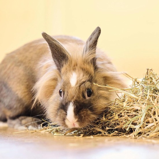 Beaphar Care+ 250g Rabbit Food Junior Beaphar Care+ 250g Rabbit Food Junior
