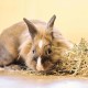 Beaphar Care+ 250g Rabbit Food Junior Beaphar Care+ 250g Rabbit Food Junior