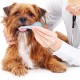 TRKRVAK Newborn Puppy Kitten Kit for Small Animals Sterile Slime Extractor Suction Catheter Animal Kids Puppy Kitten Food Set 8FR TRKRVAK Newborn Puppy Kitten Kit for Small Animals Sterile Slime Extractor Suction Catheter Animal Kids Puppy Kitten Food Set 8FR