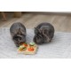 Kerbl Pet Denk- und Lernspielzeug Veggie, Für Kaninchen und Hasen, Zwei Schwierigkeitsstufen, Reduziert Stress, Natur, 15x15x6 cm Kerbl Pet Denk- und Lernspielzeug Veggie, Für Kaninchen und Hasen, Zwei Schwierigkeitsstufen, Reduziert Stress, Natur, 15x15x6 cm